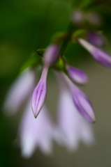 夏夢