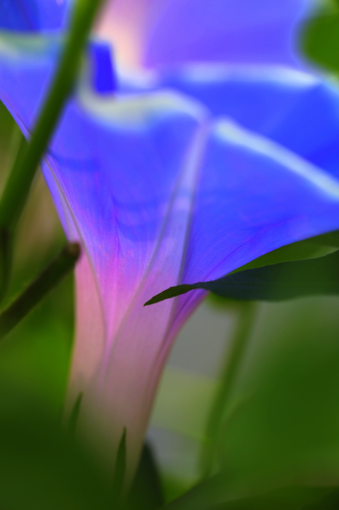 蜉蝣