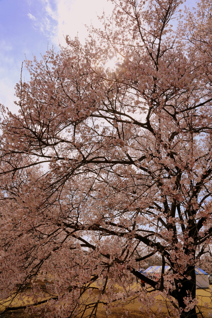 淡墨桜