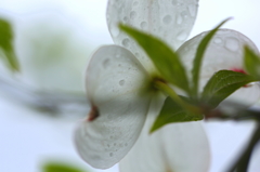 雨だれの詩