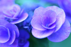 violet_rose