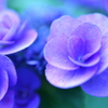 violet_rose