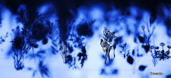 雪華
