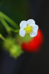 strawberry_dream