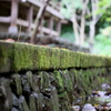 緑凬