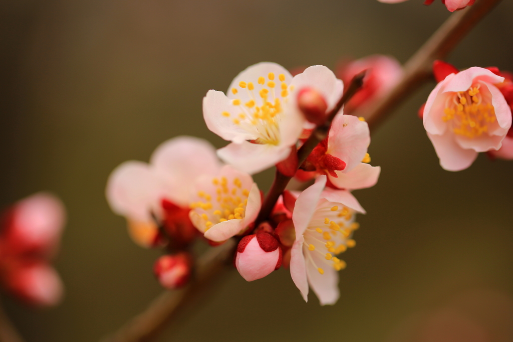 季春