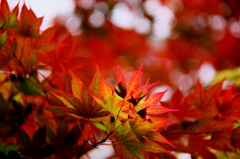 紅