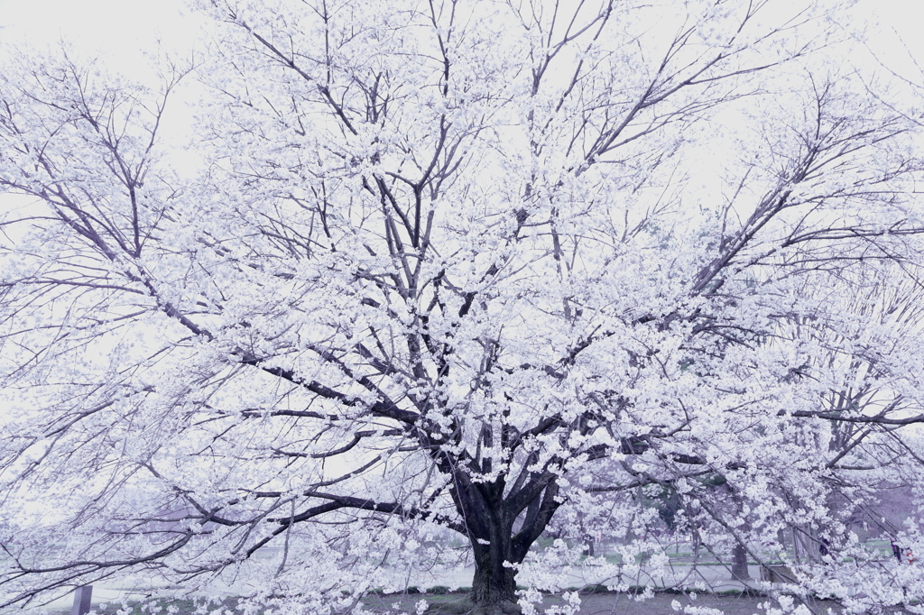 春雪樹