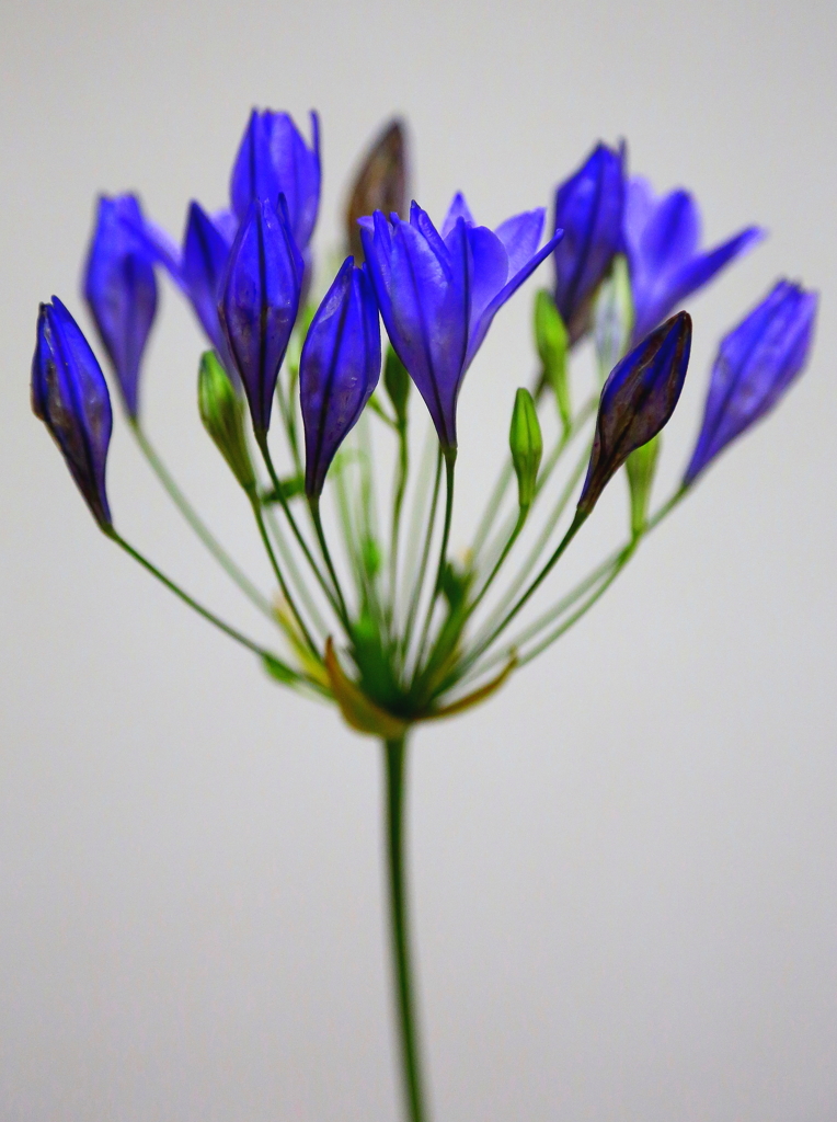 紫炎花