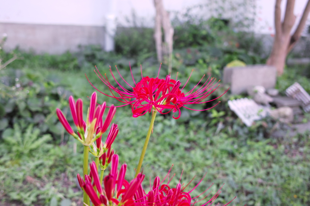 彼岸花