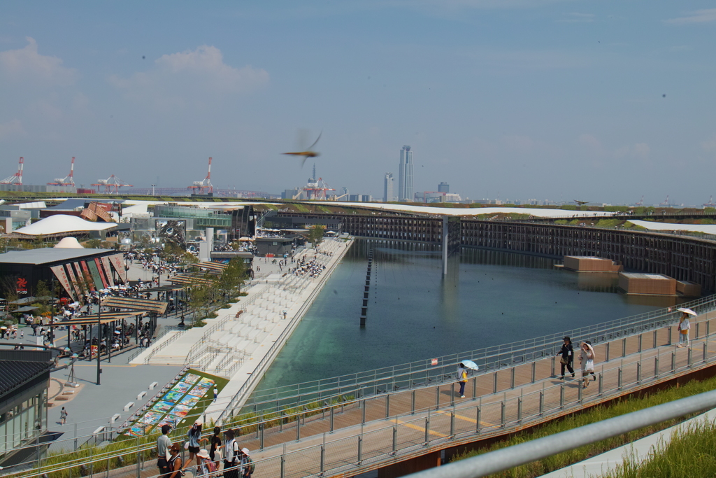 トンボ
