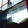 メダカ