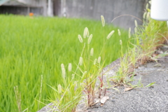 田んぼ