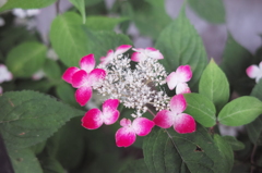 紫陽花