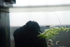水替え