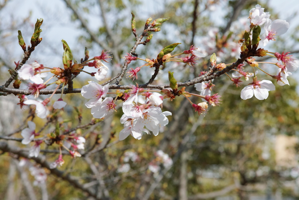 桜