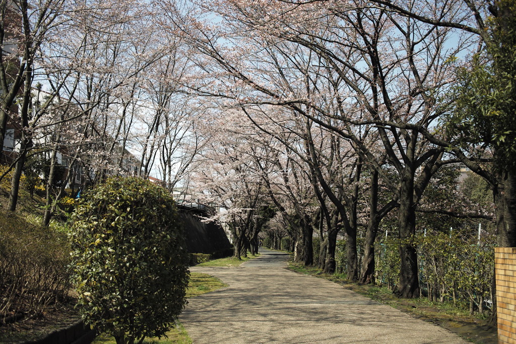 咲き始め
