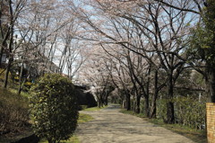 咲き始め