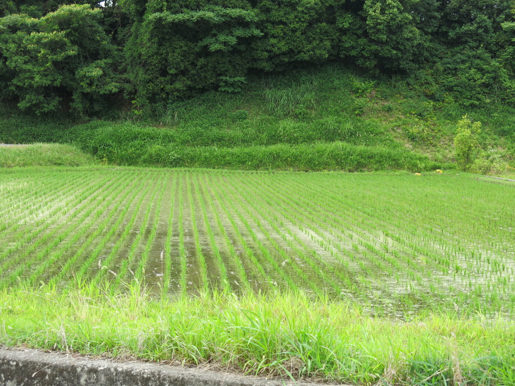 田んぼ