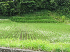 田んぼ