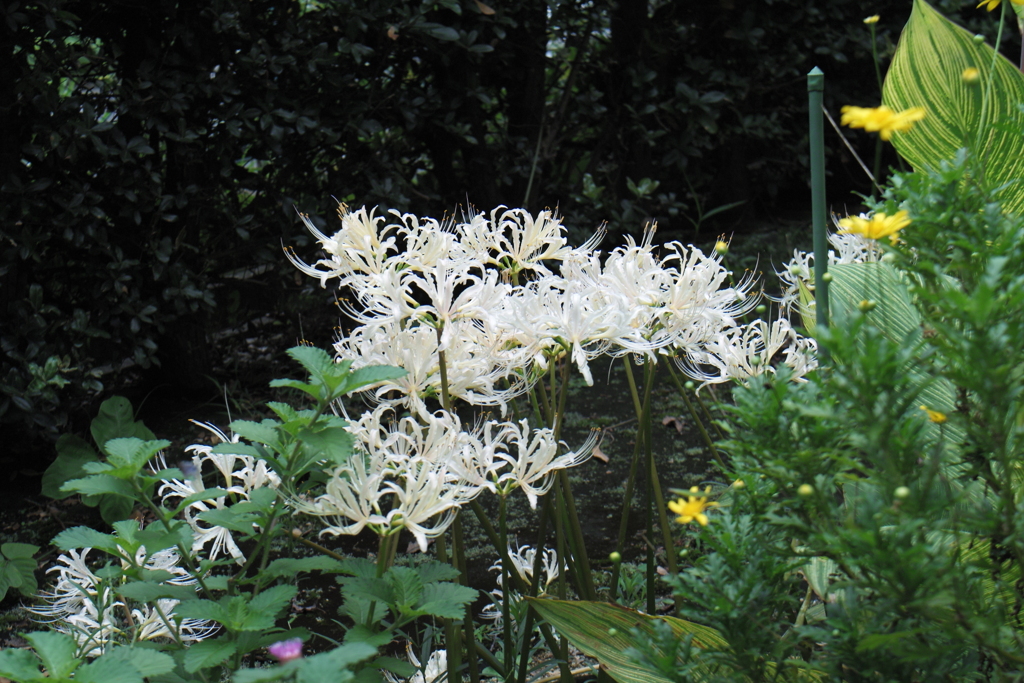 生け花の様に