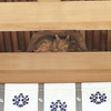 四天王寺