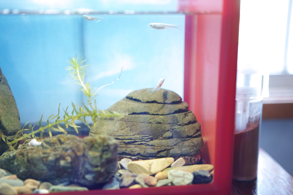 メダカの影
