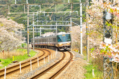 桜吹雪