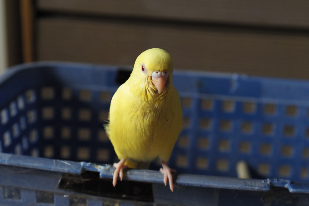 新入り