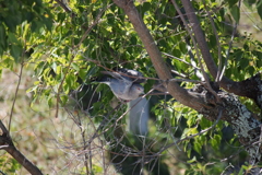 鳩