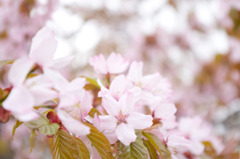 桜