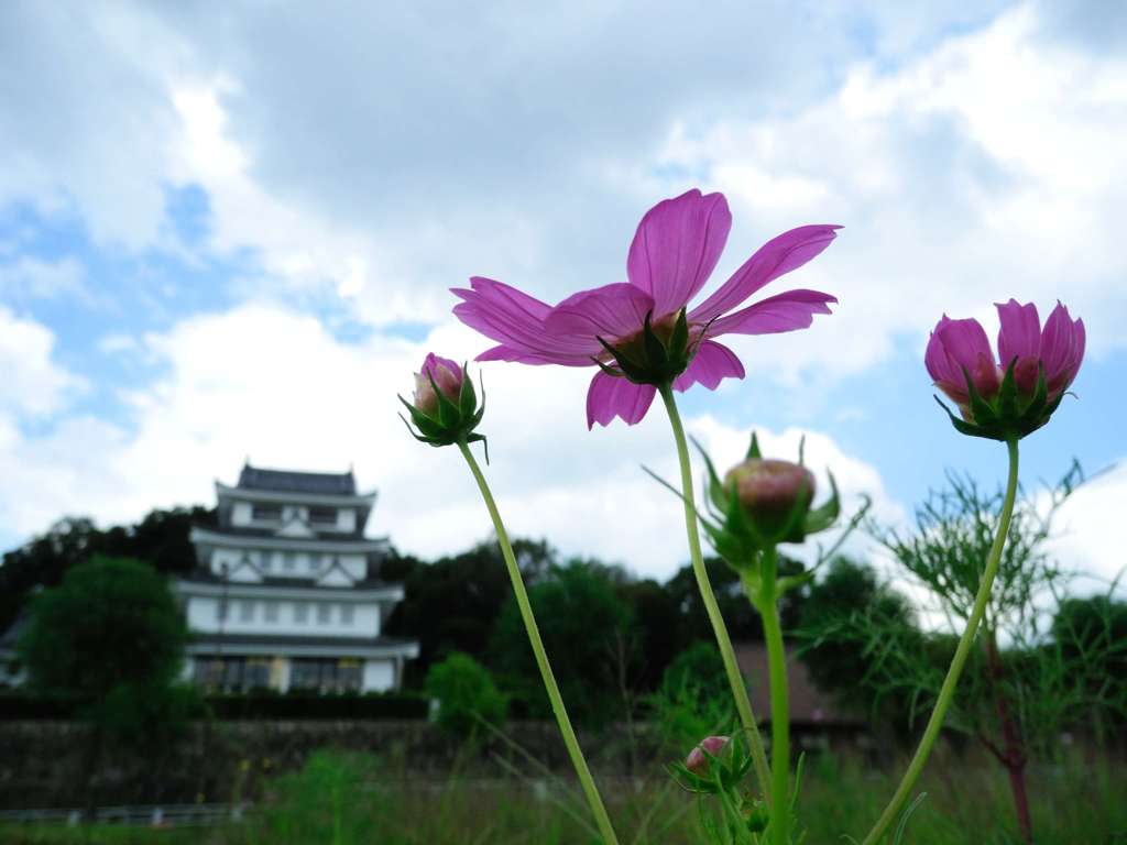 コスモスと城