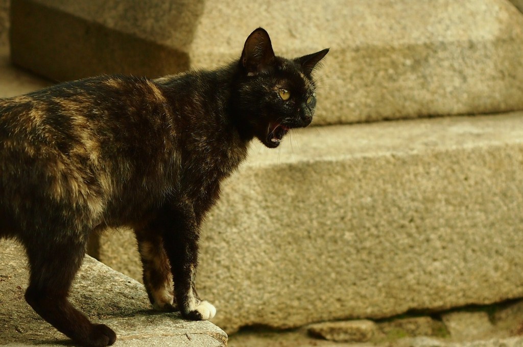 おのねこ　～マサムネ～