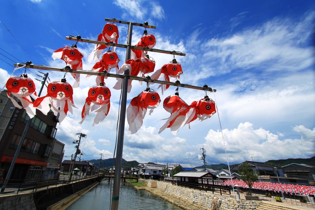 金魚注意報