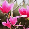 マグノリア(紫木蓮)