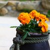タコツボに花