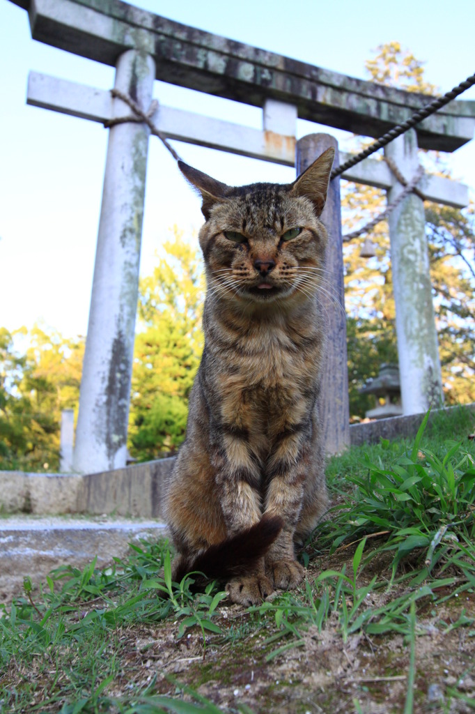 狛猫