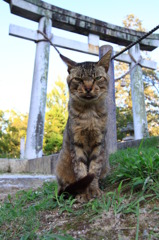 狛猫