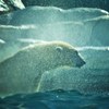 シロクマ効果