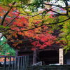 秋の神護寺