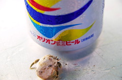 夏が来た！
