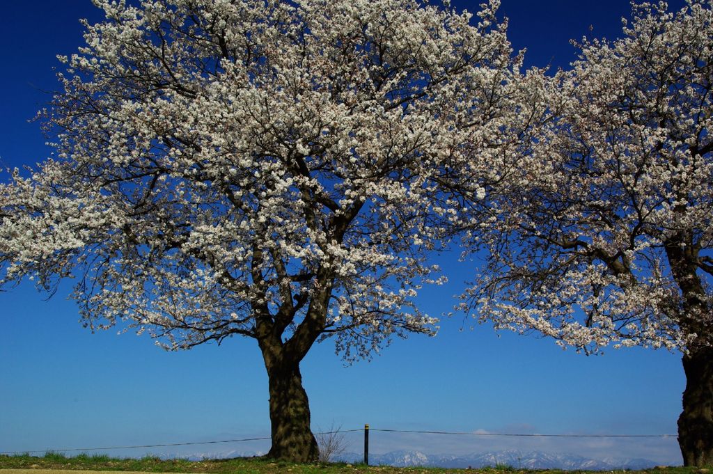 SAKURA
