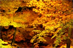 紅葉の宝巌院