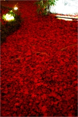 赤い絨毯