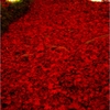 赤い絨毯