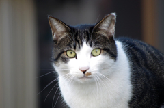 猫