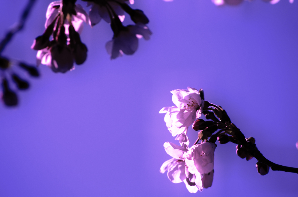 桜