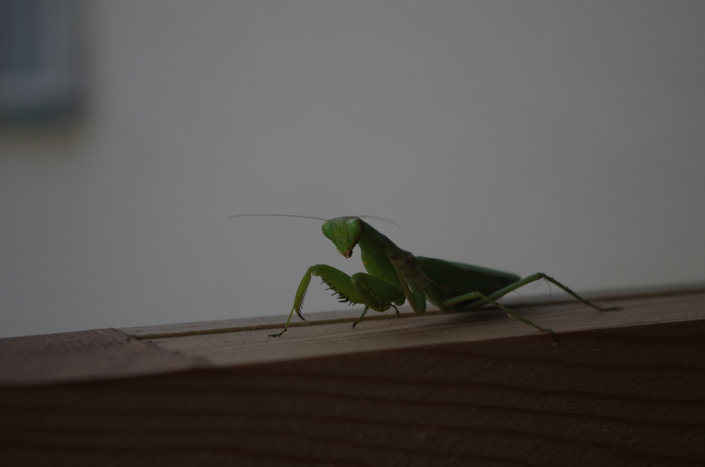 カマキリ