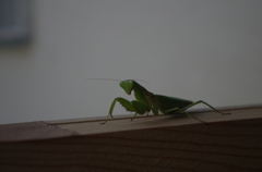 カマキリ