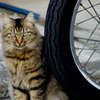 猫